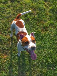 High angle view of dog on field