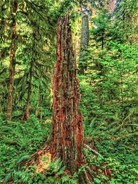 Trees in forest