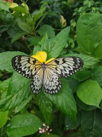 Close-up of butterfly pollinating on flower