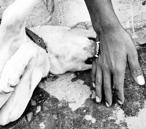 Midsection of person with dog