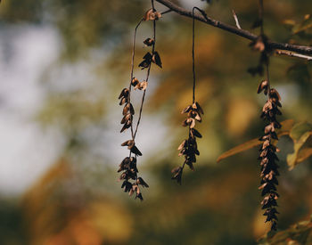 Close-up of flowers growing on tree