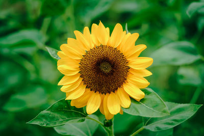 Close-up of sunflower