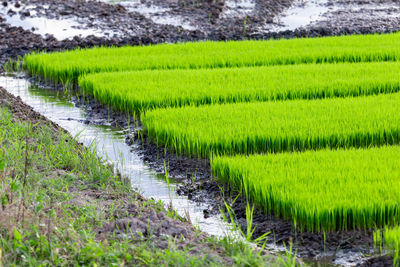 Scenic view of agricultural field