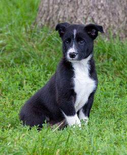 Portrait of black puppy on field