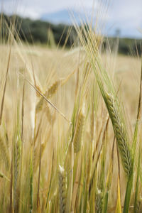 Close-up of wheat growing on field