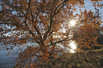 Low angle view of trees against sky