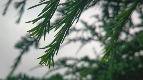 Close-up of plant against blurred background