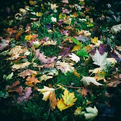 leaf