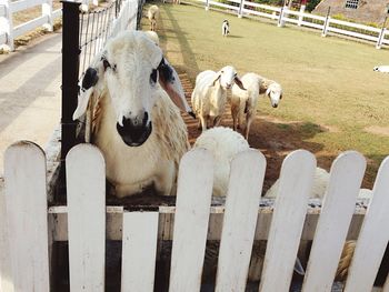 Portrait of sheep on wood