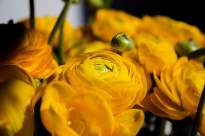 Close-up of yellow flowering plant