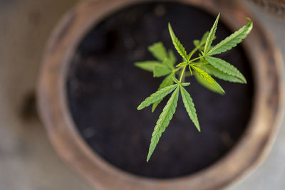 High angle view of potted plant