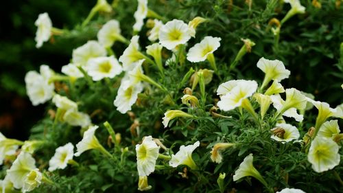 Close-up of white flowering plants