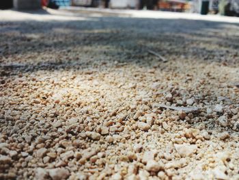 Close-up of surface level of leaf