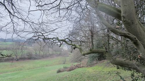 Bare tree on field in forest