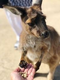 Close-up of hand feeding