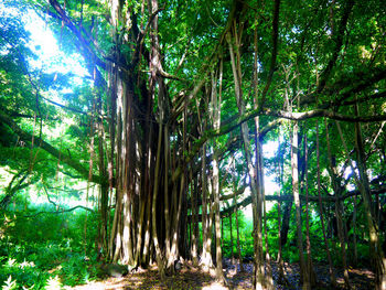 View of trees in forest