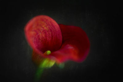 Close-up of red flower against black background
