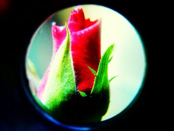 Close-up of plant over black background