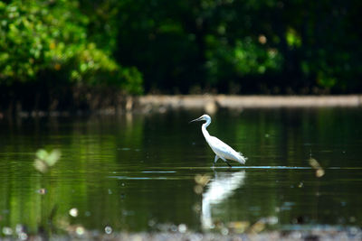 Bird on a lake