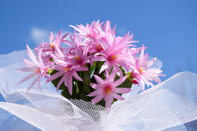 Close-up of pink flowers against blue sky