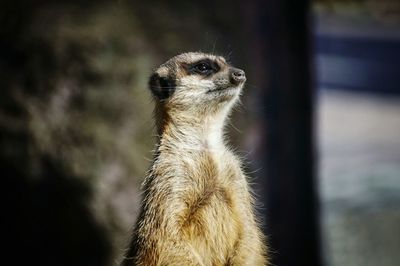 Close-up of meerkat