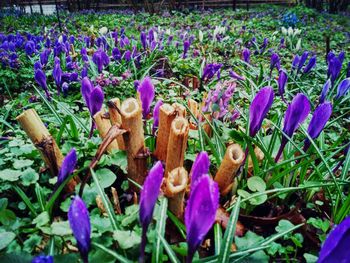 Close-up of purple crocus flowers on field