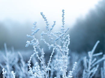 Close-up of frozen plant