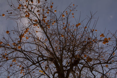 Bare tree against sky