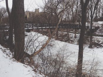 Bare trees against sky