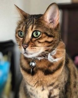 Close-up portrait of cat sitting at home