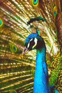 Close-up of peacock