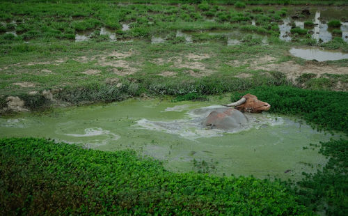 High angle view of dog in lake