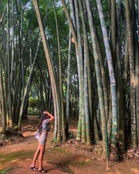 Full length of woman standing by bamboos in forest