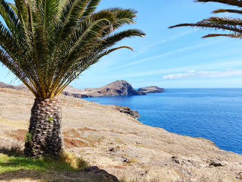 Palm trees on beach against sky