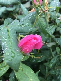 Close-up of water drops on flower