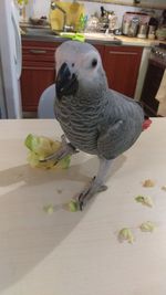 Close-up of parrot perching on table