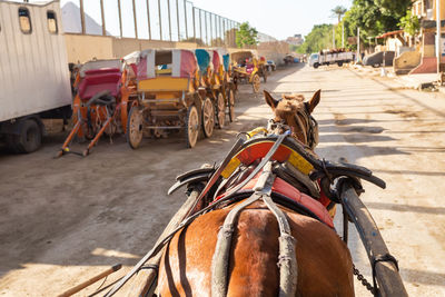 Horse cart on street in city