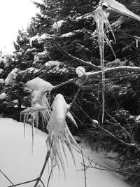 Plant growing on white background