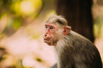 Close-up of monkey looking away