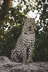 Low angle view of leopard sitting on tree