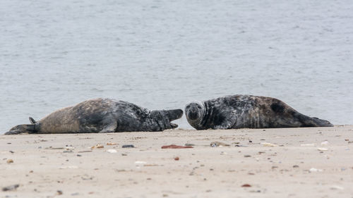 View of sheep on beach