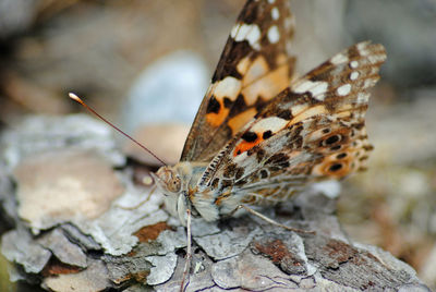 Close-up of butterfly perching on leaf