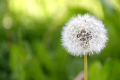 Close-up of dandelion