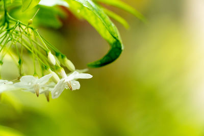 Close-up of white flowering plant