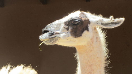 Close-up portrait of sheep