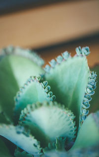 High angle view of succulent plant on table