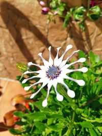 Close-up of flower blooming outdoors