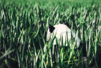 View of a bird on grass