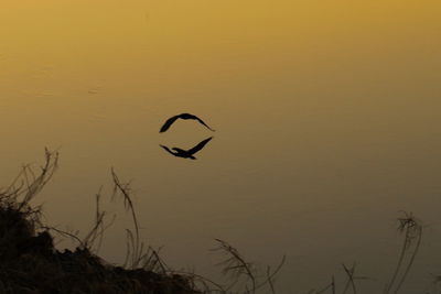 Silhouette bird flying over sea against sky during sunset