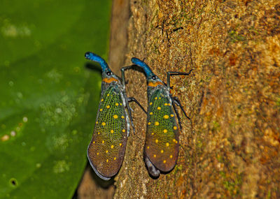 Close-up of a bird on tree trunk